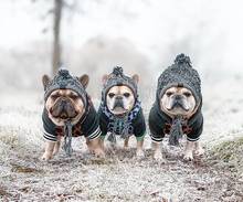 Sombrero de invierno para perro, accesorio para mantener la cabeza caliente, a prueba de congelación, para perros pequeños, Bulldog francés, producto, gorro de invierno para perro 2024 - compra barato