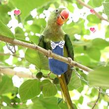 Bird Parrot Flight Suit Pigeons Parakeet Flying Clothes Diapers 2024 - buy cheap