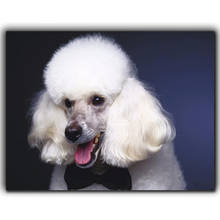 2020 Hobby Gift Diamond Painting White Long Hair Dog Diy 5D Full Square round Diamond Embroidery sale Mosaic Cross StitchZP-1064 2024 - buy cheap
