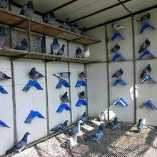 20 шт Модные Птицы голубь Голубь отдых подставка рамка дом Roost перчи Roost 2024 - купить недорого