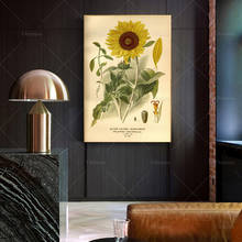 Подсолнухи с серебряными листьями, любимые цветы сада и теплицы, ботаническая печать, винтажный художественный настенный плакат, домашний декор 2024 - купить недорого