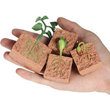 Life Cycle of a Soybeans Seeds，Nature Plants Life Cycles Growth Model Game Prop，Simulation Plants Natural Education Toy 2024 - buy cheap