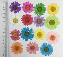 50pcs Pressed Dried Flower Chrysanthemum paludosum Daisy Herbarium For Epoxy Resin Jewelry Making Frame Phone Case Craft DIY 2024 - buy cheap