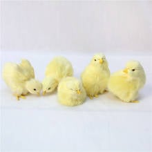 1Pcs Simulation Lovely Plush Chick Toy Easter Realistic Animal Doll Kids Birthday Christmas Gift Early Education Cognition 2024 - buy cheap