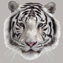 White Tiger Patch A-Level Washable Garment Diy Thermal Transfer Stripe Custom Patch Simulation Animal Stickers 2024 - buy cheap