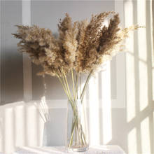 20 Stems Dried Pampas Grass Bunch Pure Natural Reed Flowers Wedding Decor Home Halloween Decoration Flower Fall Decor 2024 - buy cheap