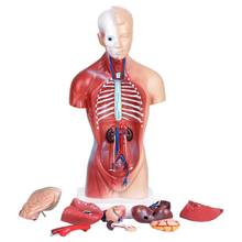 Human Torso Body Anatomy Model Heart Brain Skeleton Medical School Educational 11 Inch Halloween decoration 2024 - buy cheap
