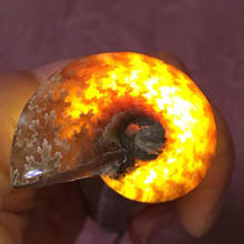 Fósil de amonita Natural en espiral, piezas de artesanía Natural pura que se juegan en las palmas, bonito regalo para la fundición de 2,6-3,5 cm 2024 - compra barato