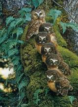 Family tree Owl Animal Embroidery for Needlework Crafts14CT Counted Unprinted DIY Cross Stitch Kits Handmade Arts Wall Decor 2024 - buy cheap