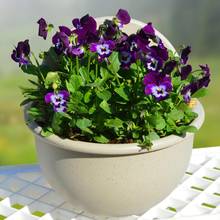 Hot Wall Mount Plant Pot Plastic Flowerpot Basket Planter Home Garden Decoration 2024 - buy cheap