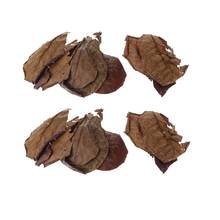 20Pcs Indian Almond Leaves Beneficial Betta Leaf for Shrimp Betta Tropical Fish 2024 - buy cheap