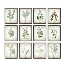 Herb Canvas Art Painting Vintage Herbal Illustrations Posters and Prints Culinary Herbs Botanical Kitchen Wall Art Picture Decor 2024 - buy cheap