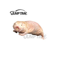 JumpTime 13 x 3.5cm For Naked Mole Rat Car Stickers Bumper Anime Surfboard Decal Windshield Motorcycle Bumper Decoration 2024 - buy cheap