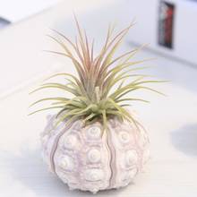 Air Plants Sea Urchin Tabletop Tillandsia Holder Miniature Gardening Decorations  2024 - buy cheap