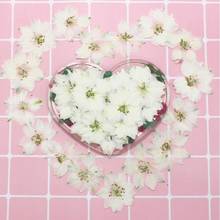 120pcs Pressed Dried Natural White Consolida Ajacis Flowers Plants Herbarium For Jewelry Phone Case Frame Postcard Bookmark DIY 2024 - buy cheap