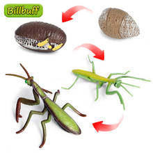 Hot Simulation Animal Insect Model Mini Animal Praying Mantis Growth Cycle Ornaments Kids Cognitive Educational Toy for Children 2024 - buy cheap