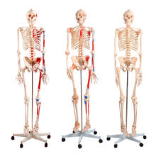 180cm Human Anatomical Skeleton Model Medical Teaching Skeletal Anatomy Model BIX-A1001/BIX-A1002/BIX-A1002-1 2024 - buy cheap