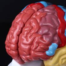 Modelo de área funcional del cerebro humano, nuevo modelo de Anatomía de tamaño real para estudio en el aula de ciencias, 2021 2024 - compra barato
