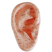 Pinos de orelha de acupuntura, versão inglesa, modelo de aplicação auricular, modelo de pontos de acupuntura de ouvido 2024 - compre barato