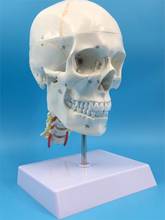Modelo de caveira com sutura óssea e coluna cervical, removível com marcação digital, modelo de esqueleto, 1: 1 2024 - compre barato