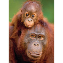 Quadrado completo/broca redonda 5d diy pintura diamante "animal orangotango" padrões strass bordado ponto cruz casa decoração presente 2024 - compre barato