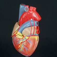 Scientific Heart with Bypass Life Size Anatomical Model Anatomy Teaching Resources 2024 - buy cheap