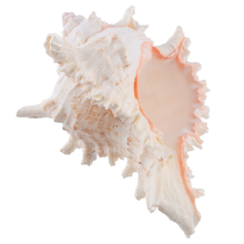 1pc concha natural nova grande rainha conchas náuticas concha natural praia decoração de casa 2024 - compre barato