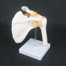 Esqueleto anatômico do ensino de medicina, material para ensino de estudo, tamanho real, mestre da anatomia humana, modelo de articulações do ombro osso, músculo 2024 - compre barato
