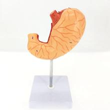 2 partes de estómago humano, modelo médico anatómico de tamaño real, vasos y nervio vaginal, Kit de aprendizaje, materiales de enseñanza 2024 - compra barato
