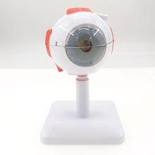 Modelo de globo Ocular de tamaño real, corrección de la visión de la pupila agrandada, para Educación Médica y enseñanza, 3 unidades 2024 - compra barato