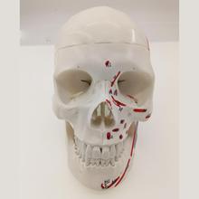 Human Muscular Color Skull Model 3 Parts Digital Indication Medical Learn Aid Anatomy Life Size Teaching Resources 2024 - buy cheap