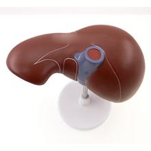 Human Liver Simulation Model Medical Anatomy PVC Natural Life Size Porta Hepatic Gallbladder Bile Duct Structure 2024 - buy cheap