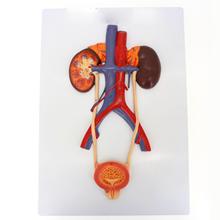 Anatomy Teaching Model Medical Bladder Liver Kidney Wall Plaque Urinary System Teaching Resources 2024 - buy cheap
