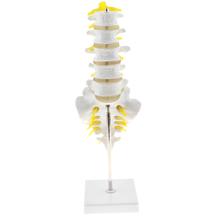 1: 1 Human 5 Lumbar Vertebrae with Sacrum Coccyx Model Anatomical Model for School Teaching Tool Learning Display Lab Supplies 2024 - buy cheap