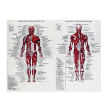 Póster de sistema muscular de Anatomía Humana, mapa educativo médico, imagen de tela de pared de 60x80cm 2024 - compra barato