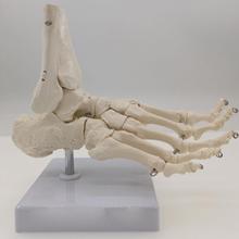 Esqueleto anatômico funcional articulado de pé e tornozelo, modelo de esqueleto anatômico de exibição médica, ensino, tamanho real, recursos de ensino 2024 - compre barato