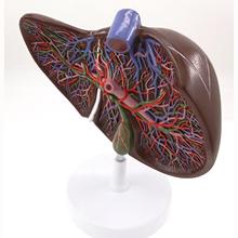 Human Liver Medical Anatomy Model 1.5X Life Size With Vessel Simulation Display Teaching Resources 2024 - buy cheap