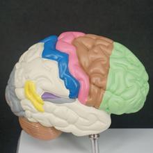 Color Human Brain Domain Anatomy Anatomical Model Right Brain Medical Function Educational Supplies Teaching Resources 2024 - buy cheap