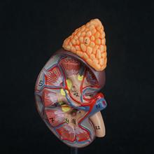 Human Kidney with Adrenal Gland Anatomical Medical Model Urology Anatomy Natural Life Size Teaching Resources 2024 - buy cheap