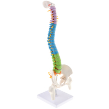 45cm Human Vertebral Column with Pelvis Flexible Model Medical Study Kits 2024 - buy cheap