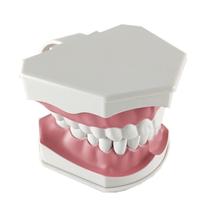 Modelo de dientes dentales para adultos y cepillo de dientes con dientes extraíbles de alto grado, modelo de enseñanza para niños 2024 - compra barato