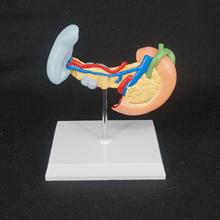 Human Liver Pancreas and Duodenum Anatomical Model Medical Anatomy Learning 2024 - buy cheap