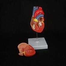 Modelo de anatomía del corazón humano de 2 partes a tamaño real montado en Base blanca, suministros de enseñanza médica cardíaca 2024 - compra barato