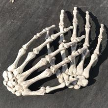 Modelo de esqueleto anatómico humano, ayuda médica para aprender, arte de anatomía, boceto, Cráneo, mano, Halloween, 1 par 2024 - compra barato