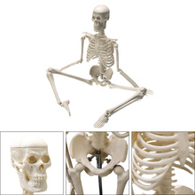 Modelo de esqueleto anatômico humano de 45cm, venda por atacado, cartaz médico de aprendizagem médica, modelo esqueleto humano 2024 - compre barato