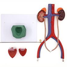 Three Dimensional Urinary System Model With Artery Vein Kidney Anatomy Medical Teaching Resources 2024 - buy cheap