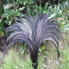 Wholesale 500 pcs beautiful black rooster tail feathers 12-14 inches 30-35 cm Dance Celebration decoration 2024 - buy cheap