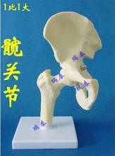 1X Medical Science Bone joint model hip joints Skeleton model Applicable age 10 years old free shipping 2024 - buy cheap
