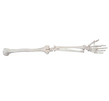 Natural Size Upper Extremity Bone Model, Hand Bones Model Medical Teaching Model 2024 - buy cheap