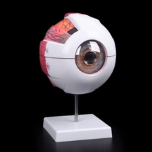 Free shipping Eyeball Model Anatomical Eyeball Model Medical Learning Aid Teaching Instrument Medical Science Teaching Resources 2024 - buy cheap